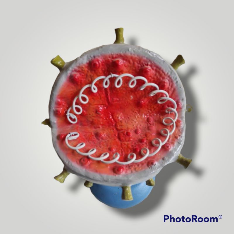 

Corona virus penampang model virus Corona alat peraga pendidikan praktek biologi IPA