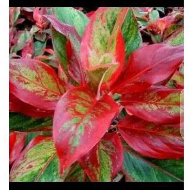 aglonema Siam aurora