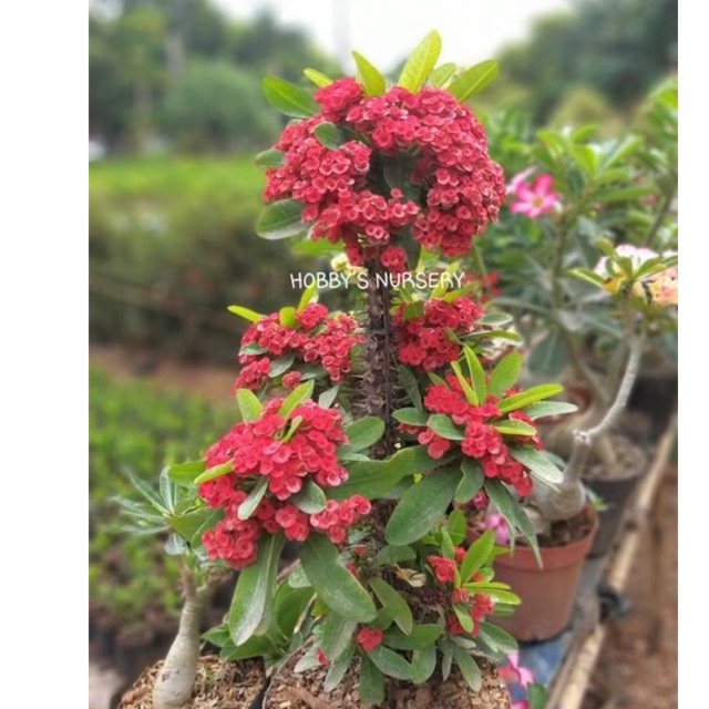 Tanaman Hias Euphorbia Mili Kembang Kuning Dan Merah Shopee Indonesia