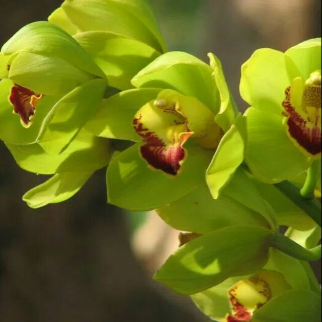 Jenis Anggrek  Cymbidium Orchid Flowers