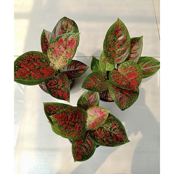 RED SPIDER - Tanaman Hias Aglaonema / Aglonema