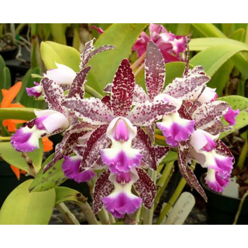 ANGGREK CATTLEYA TIANMU SESAME