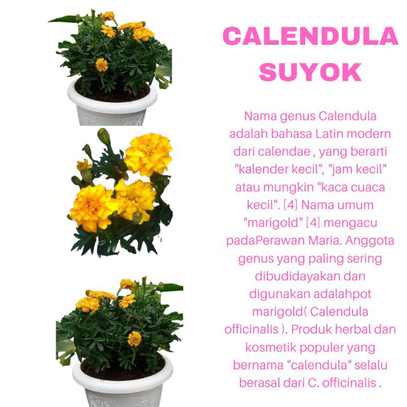 PROMO TANAMAN HIAS BUNGA CALENDULA SUYOK KUNING KUALITAS SUPER | COD