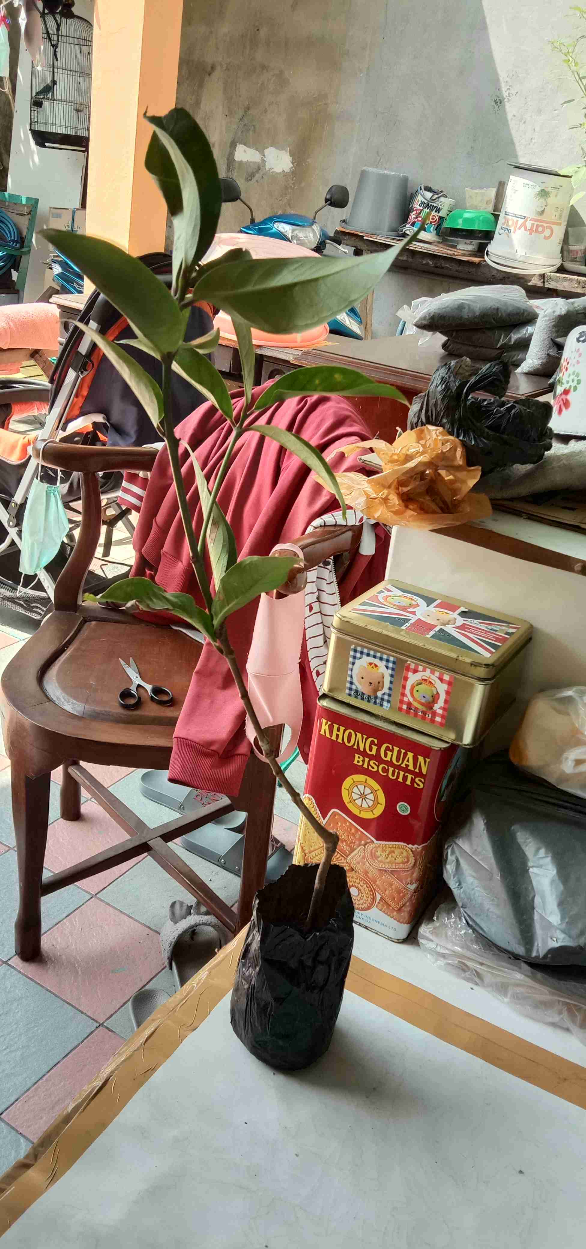 Bibit Jambu Bol Jamaika Supermurah