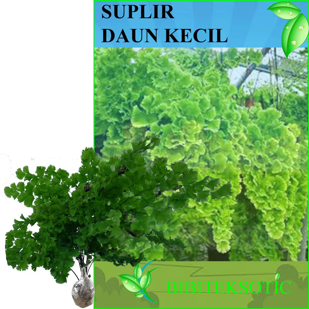 Tanaman Suplir Daun Kecil Shopee Indonesia