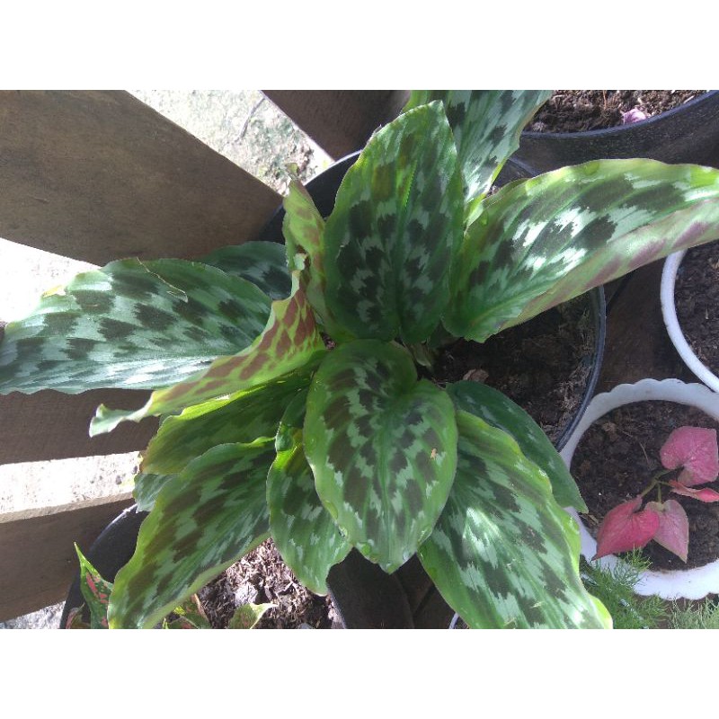 

ekor merak