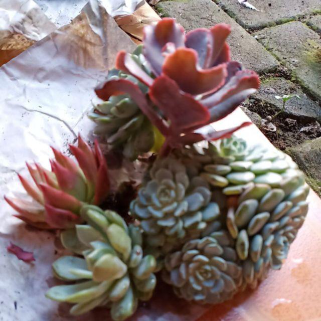 Sukulen Dan Kaktus | Echeveria Elegans blue