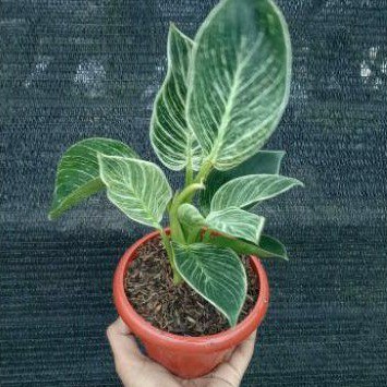 Tanaman hias Philodendron birkin - Philodendron Birkin - Birkin hias