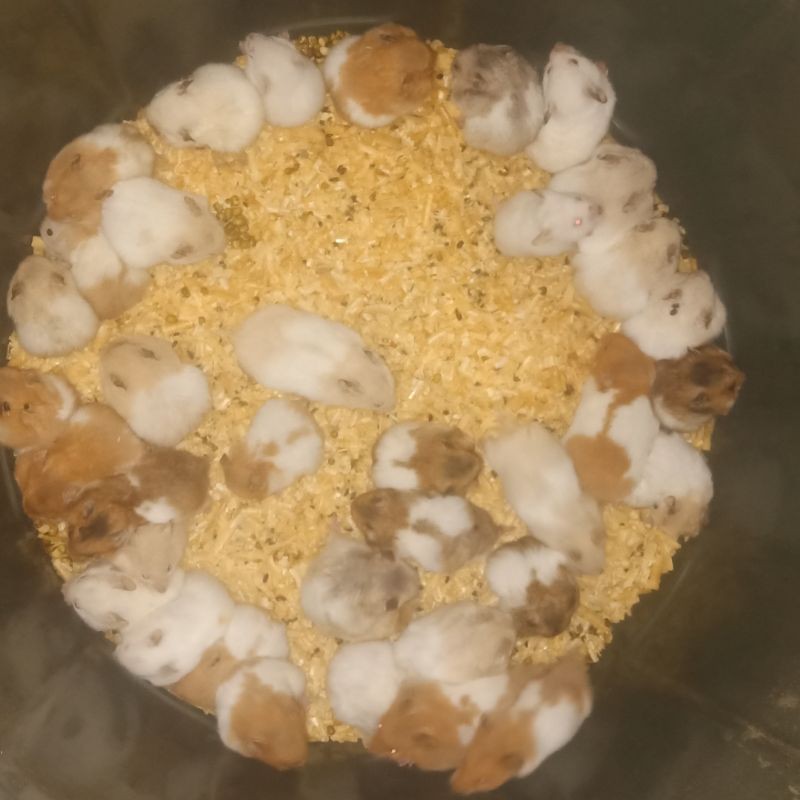 Hamster syiria anakan