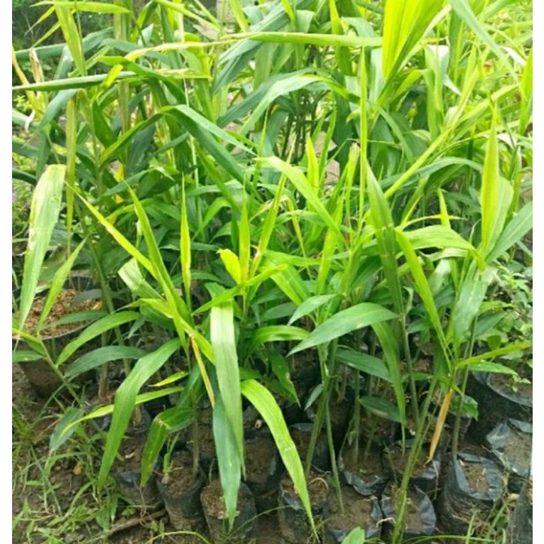 Bibit jahe merah super siap tanam