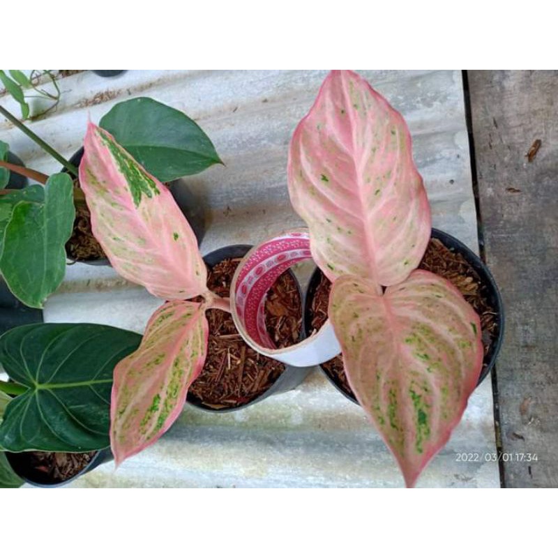 Aglonema bidadari cantik anakan