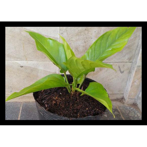 Diskon Anthurium Garuda Lemon