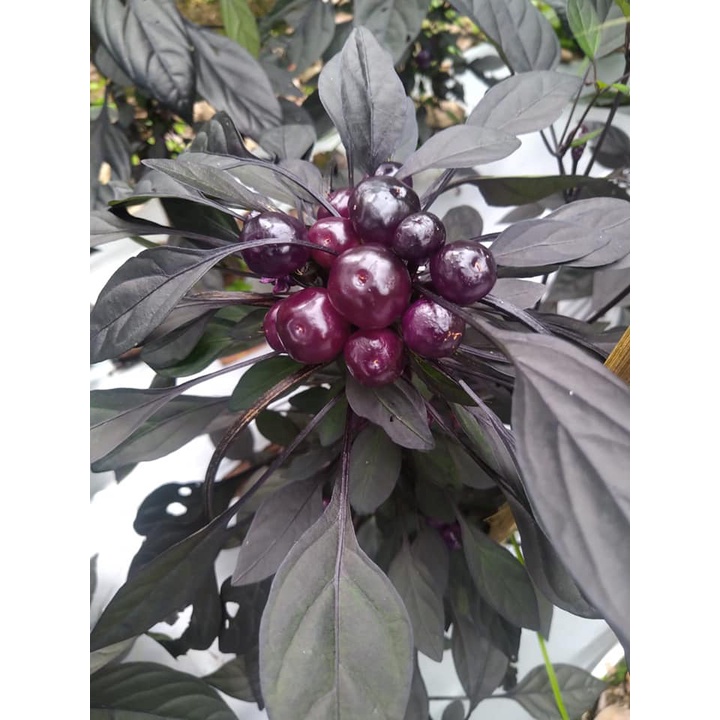 Benih Bibit Biji - Cabai Purple Pearl Cabe Pelangi Rainbow Ornamental Pepper Seeds - Buah Produktif