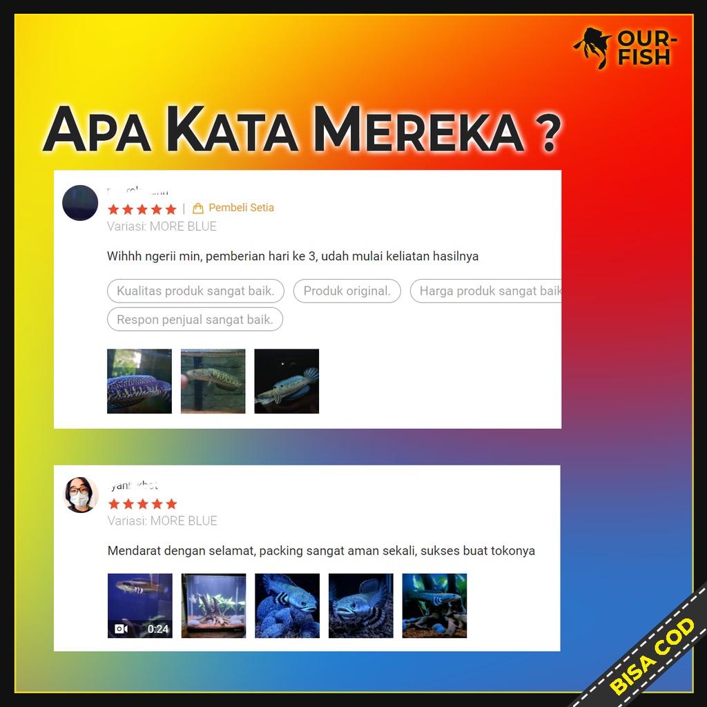 OURFISH - Pelet Pakan Ikan Channa More Yellow Blue Red Andrao Stewarti Aquatic El Barca Feed