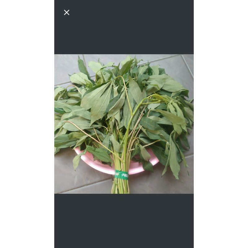 

daun singkong segar