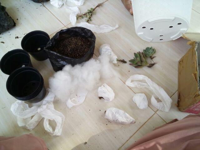 Sukulen Murah Dan Hemat Dengan Berbagai Macam Variant Sudah Termasuk Pot 10cm