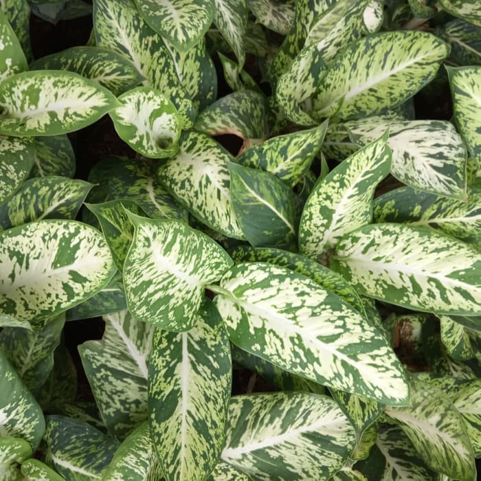 tanaman blanceng zebra - blanceng zebra - aglonema zebra