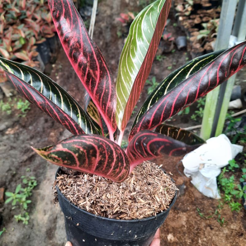 Jual Aglonema Pos Pride Of Sumatra Shopee Indonesia