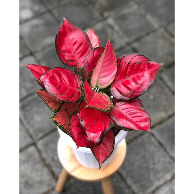 Tanaman hiad aglonema dut anjani - tanaman hias hidup - bunga hias - bunga hidup - tanaman outdoor -