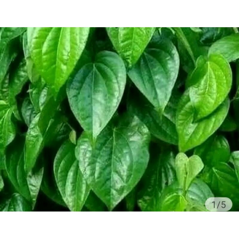 

Sirih segar fress herbal alami sirih hijau