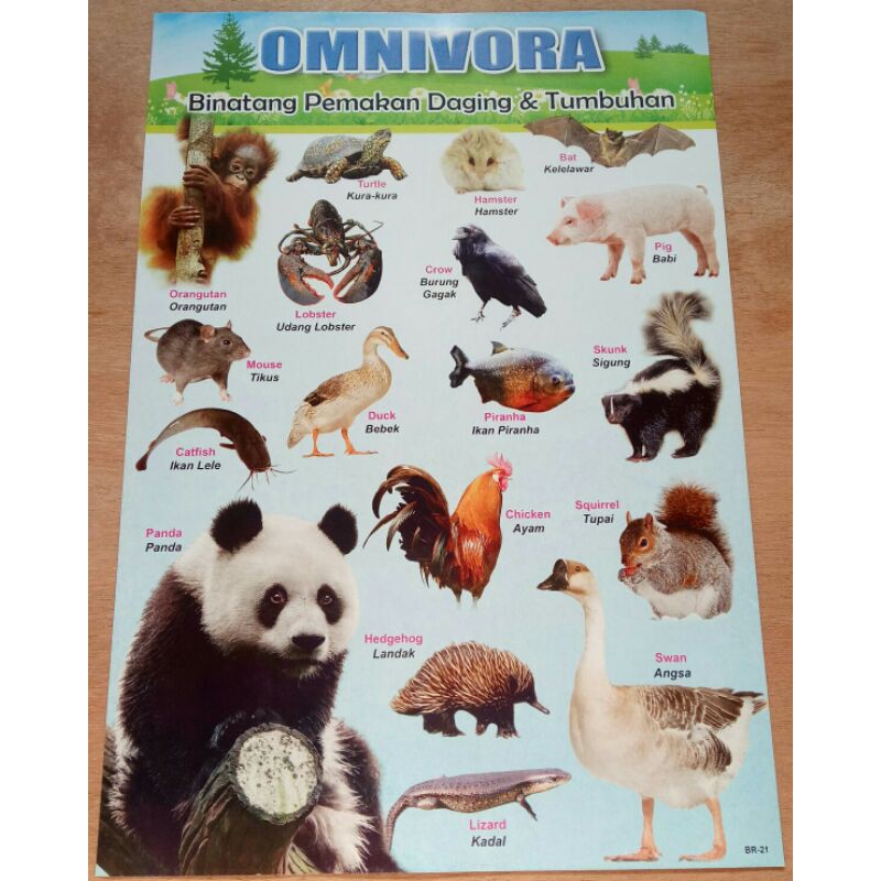 POSTER HEWAN OMNIVORA