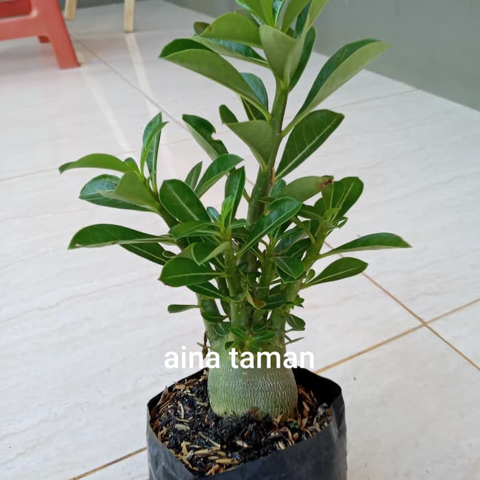 BAHAN BONSAI ADENIUM-tanaman bahan bonsai adenium kamboja jepang