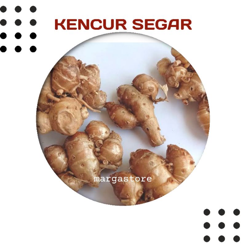 Kencur | Kencur Segar 1kg