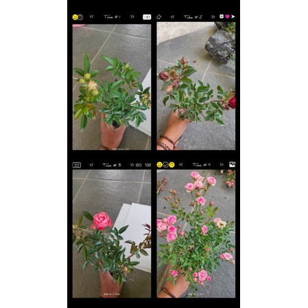paket 4 plant mawar rambat mini