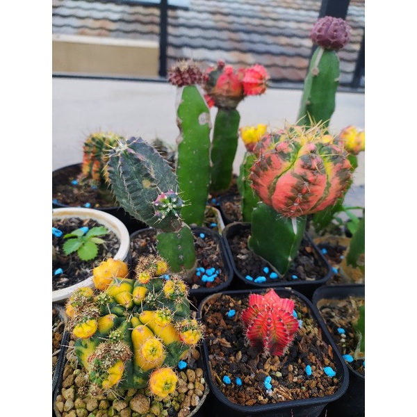 kaktus damsi varigata #kaktus unik #kaktus bagus murah