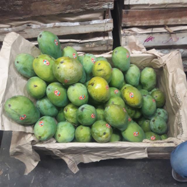 

Mangga harumanis