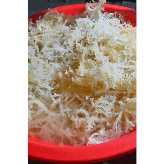 

Rumput laut segar 250grm