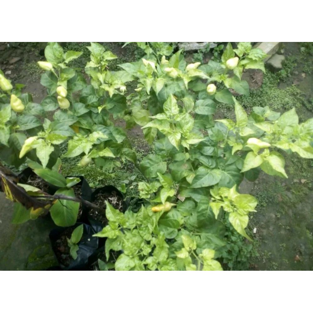 Pohon Cabai sudah berbunga - berbuah