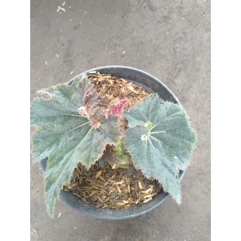 tanaman hias begonia keong hitam