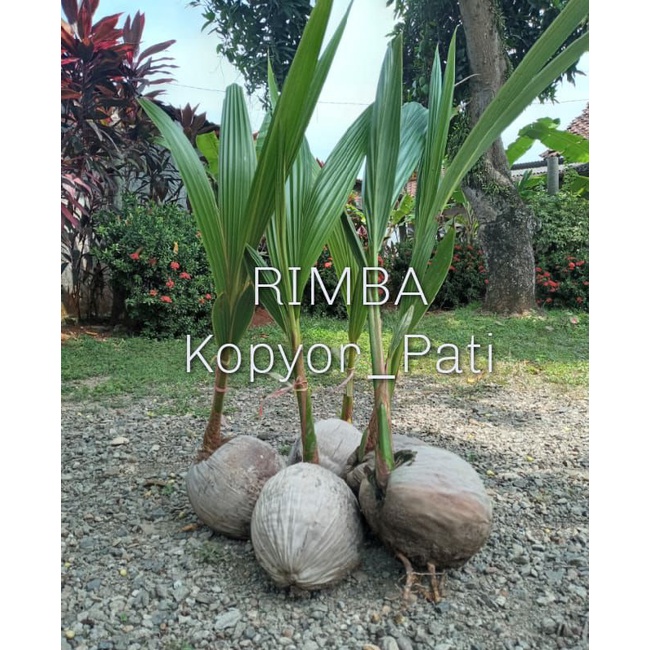 Bibit Kelapa Kopyor Genjah Pati