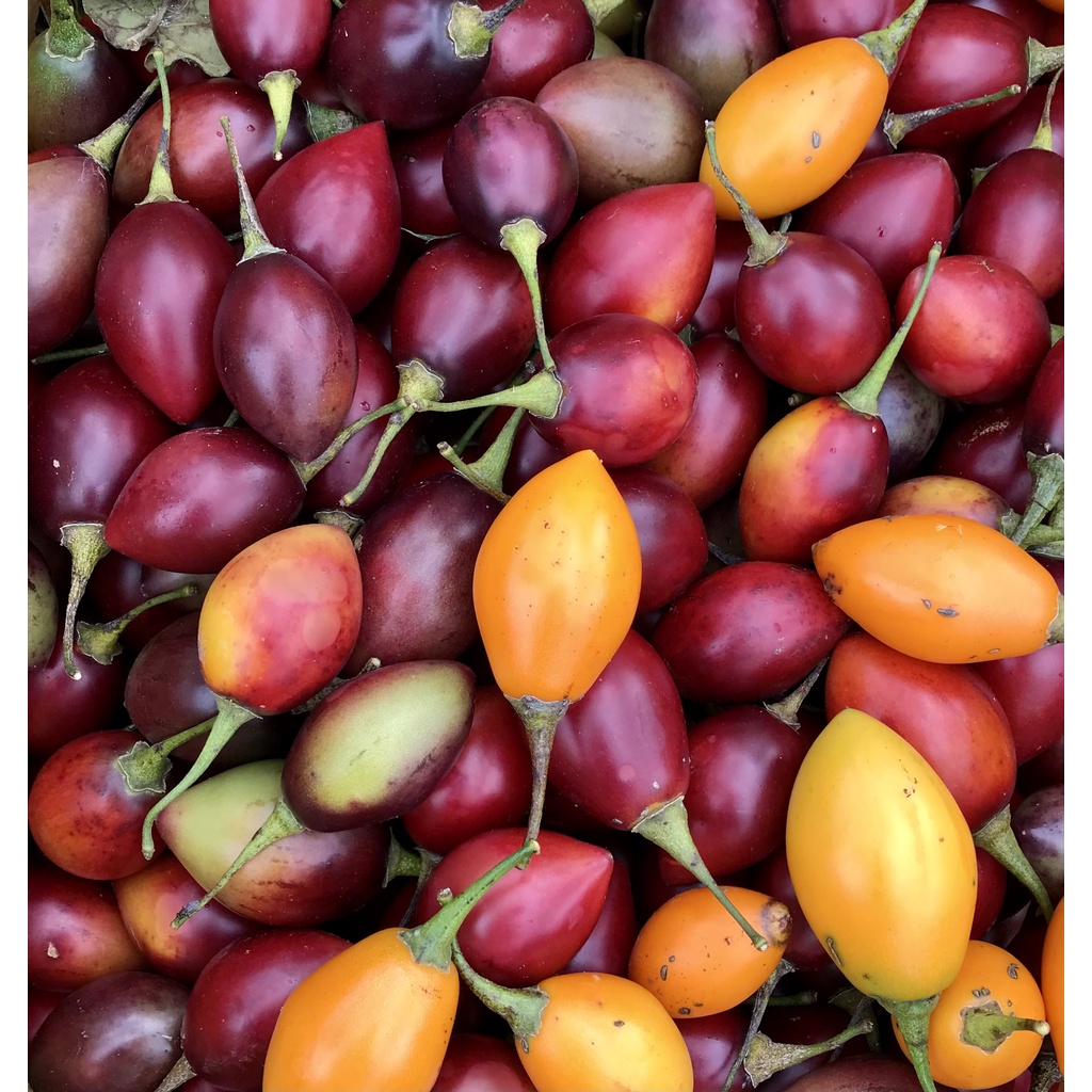 

Buah Terong Belanda[Tamarillo] 500g isi 10-15buah | Langsung dari Petani Dieng-Wonosobo.