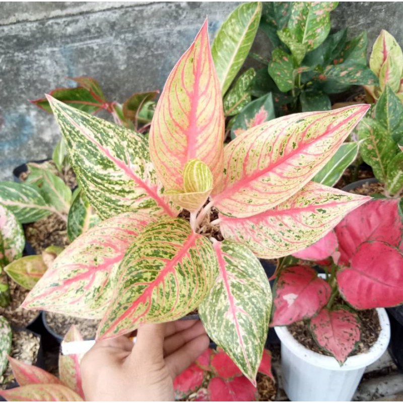 tanaman hias aglonema legacy orange