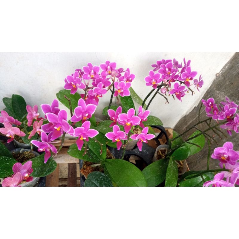 anggrek bulan mini dewasa