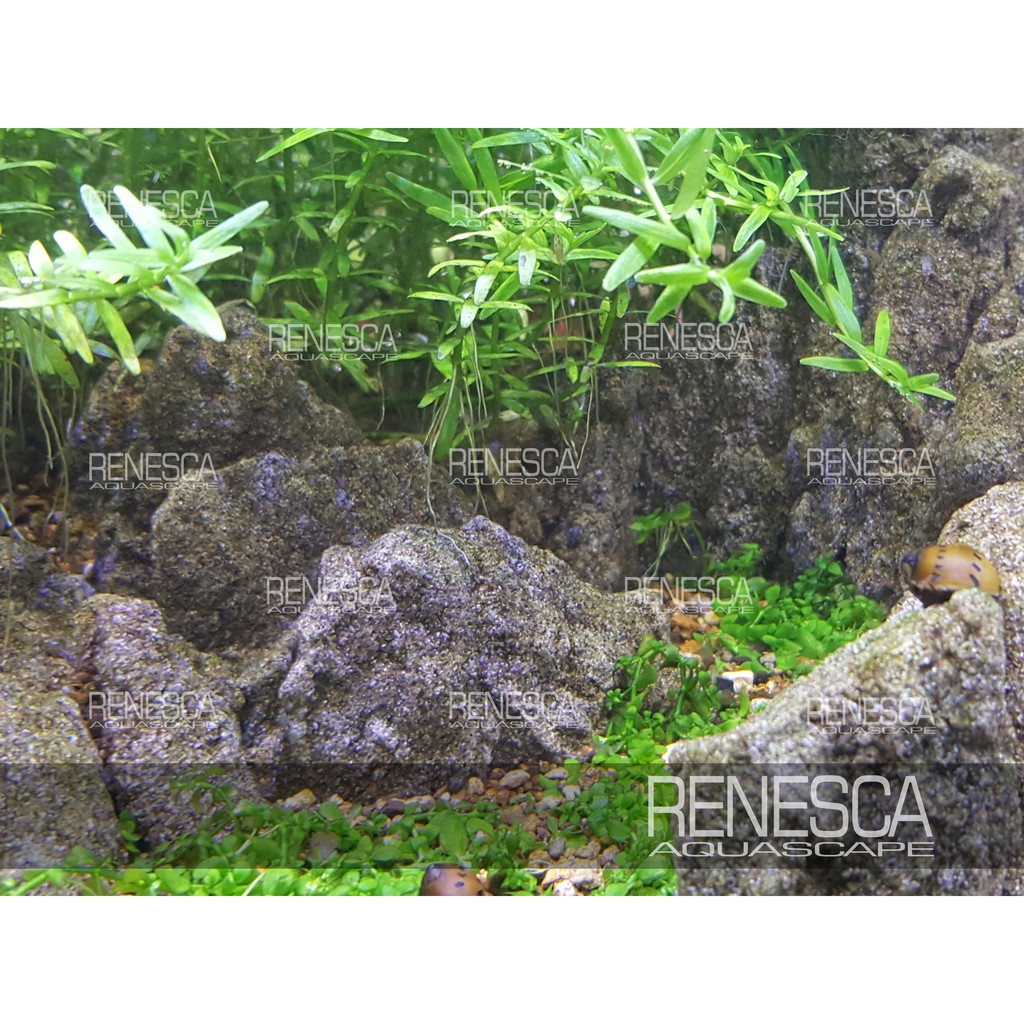 Jual Batu Pasir Sand Stone Kg Batu Hias Hiasan Aquascape Aquarium