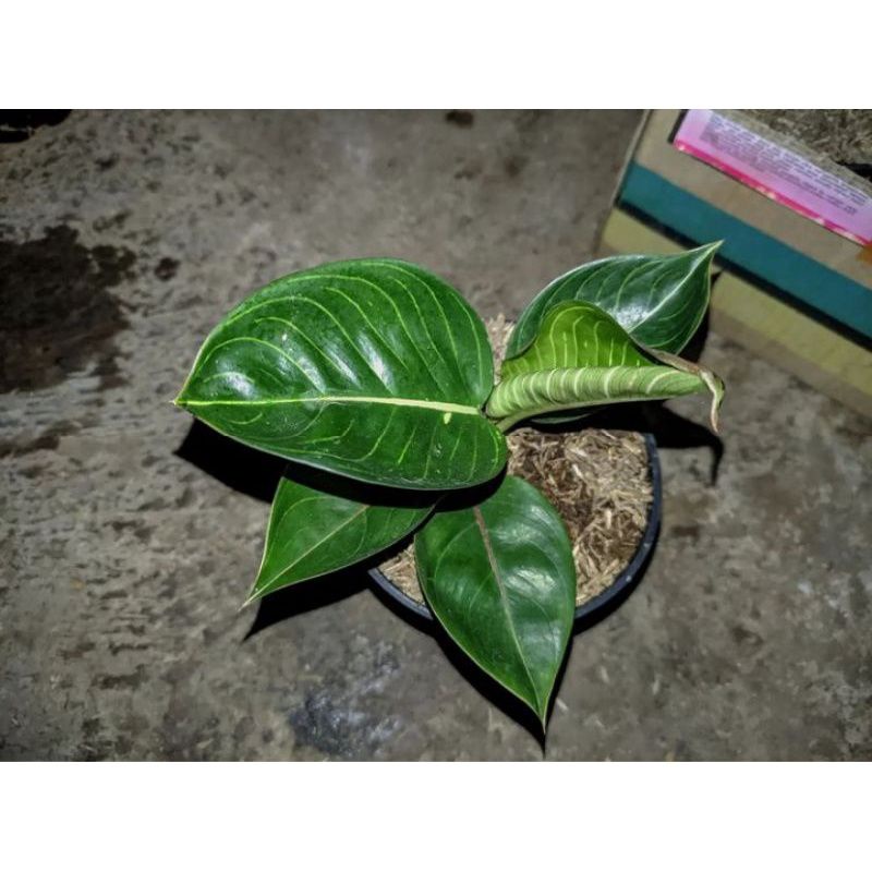 anakan aglonema black moonlight