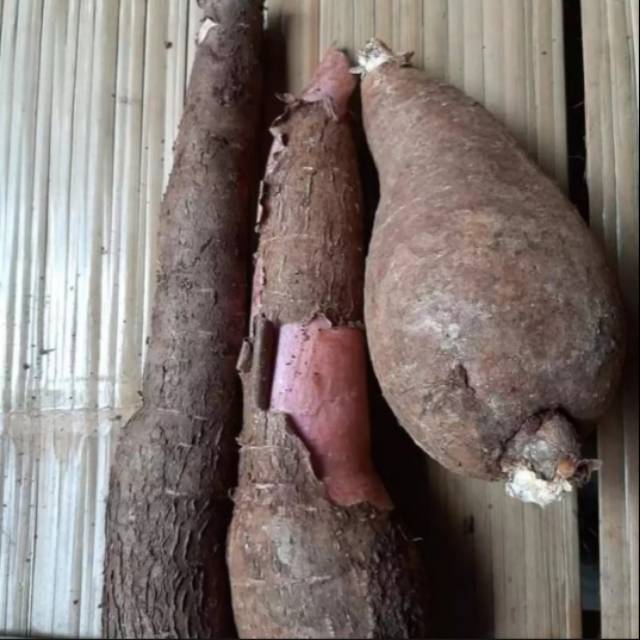 Singkong racun /Singkong sapi kuru per 1kg