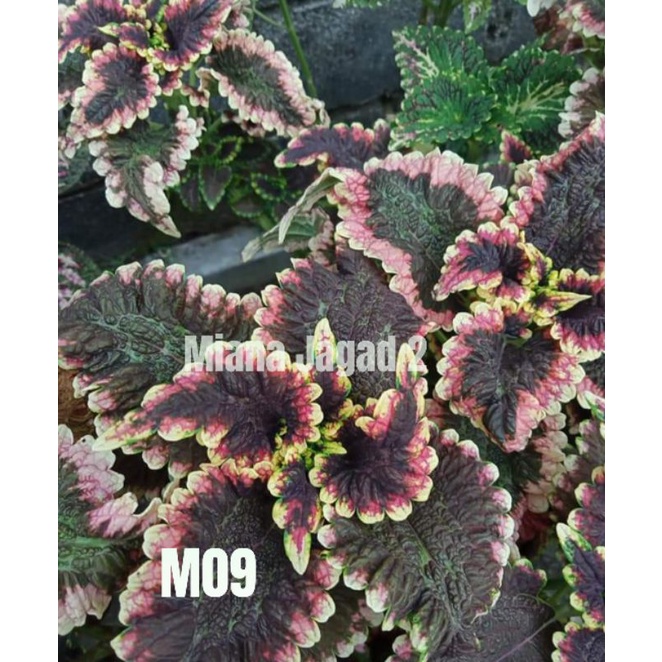 Miana Premium/id Keranda Cinta