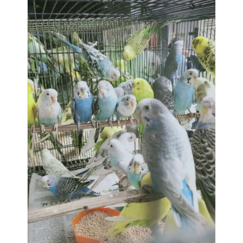 burung parkit warna cerah
