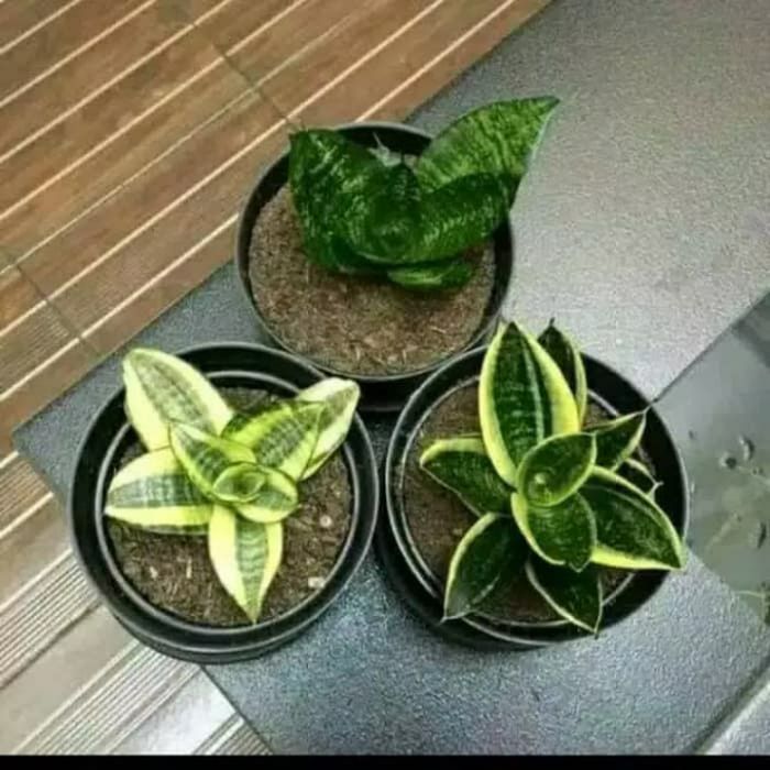 paket 3 sansivera mini / sansivera gold/hijau