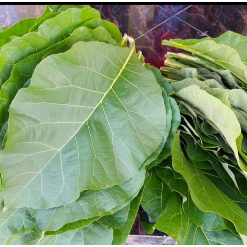 

Daun jati segar/daun jati jumbo 500 gram