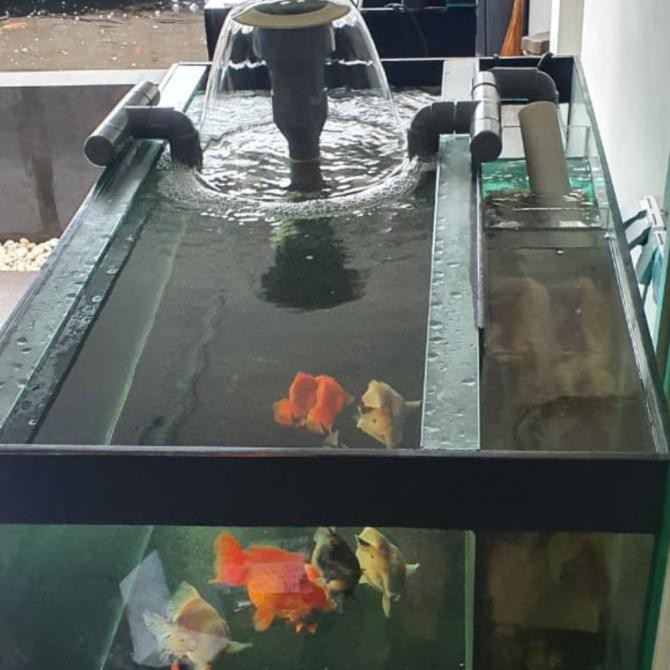 600 Filter Aquarium Untuk Koki Gratis Terbaik