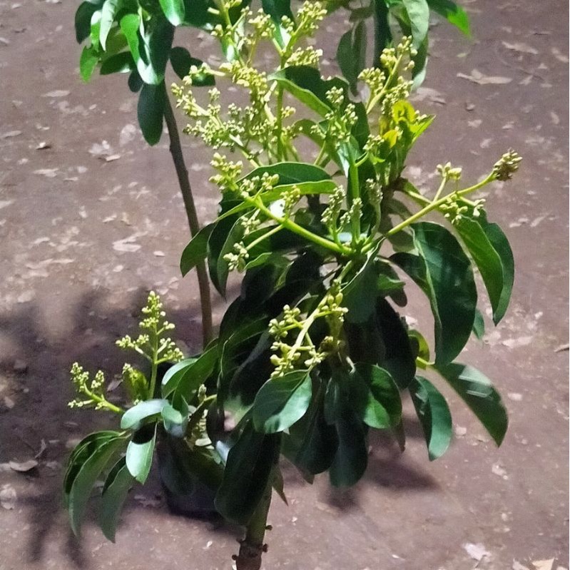 Bibit Alpukat Kelud Subang Sudah Berbunga