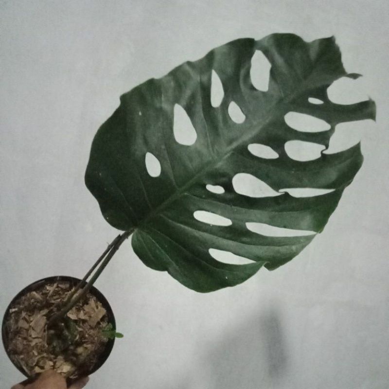 monstera dubia mature from