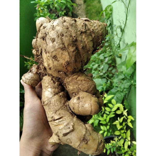 

temulawak segar