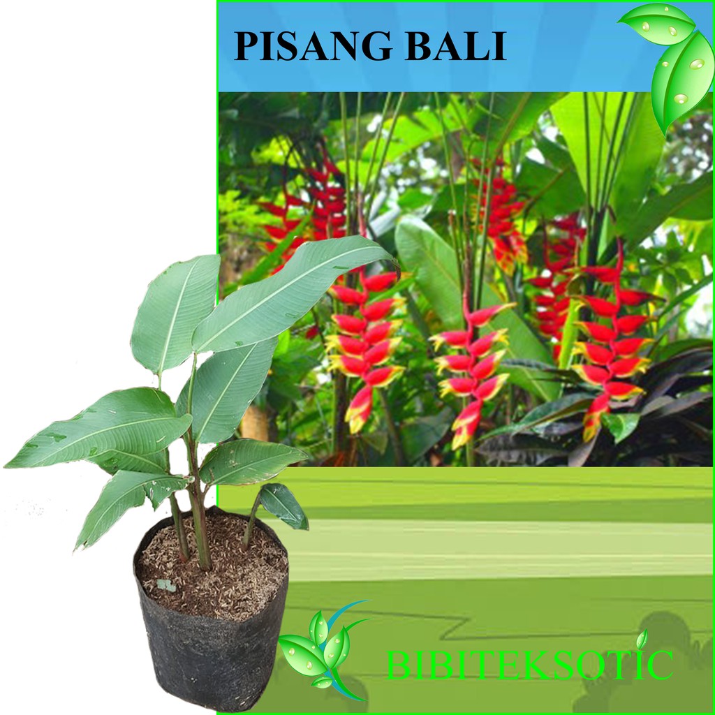 Tanaman Pisang Bali (Tinggi 30-50 cm)