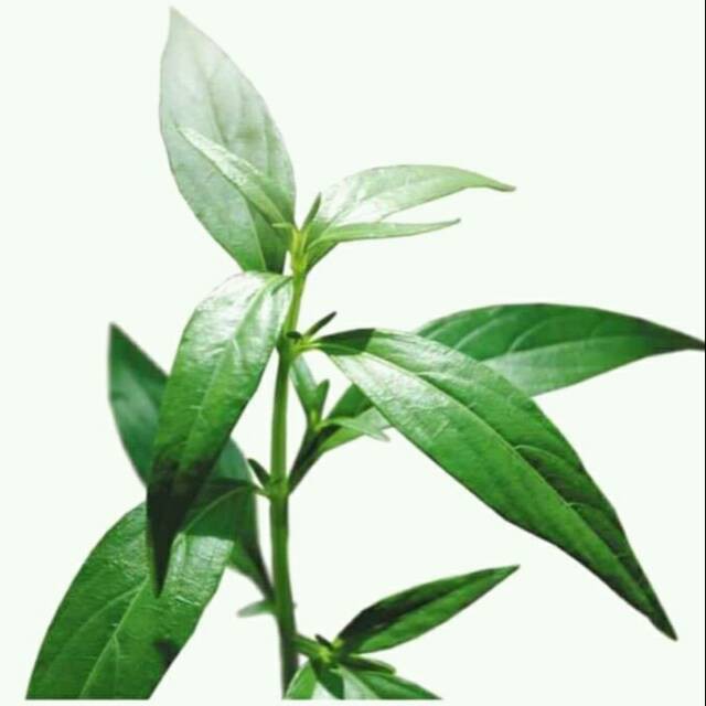 

terabaru MANBAR - Daun belalai gajah segar 1 kg segar